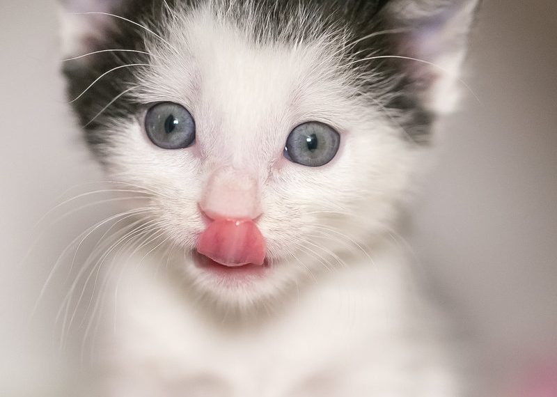 BRIEFS: Virtual Kitten Shower, Birch Aquarium's Green Flash concert lineup and more