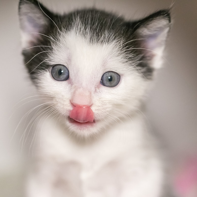 BRIEFS: Virtual Kitten Shower, Birch Aquarium's Green Flash concert lineup and more