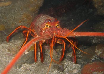 Belmont Park becomes Boomont Park in October