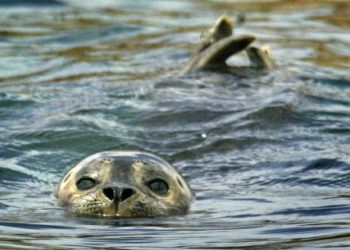 Man arraigned at hospital on weapon charge