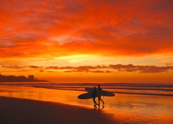 From my garden: Camellias are my winter's ‘roses’