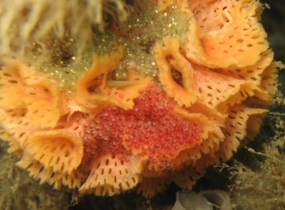 Tidelines: Humans can learn from piscine parenting