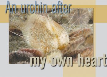 Hearing the tune of La Jolla’s music scene