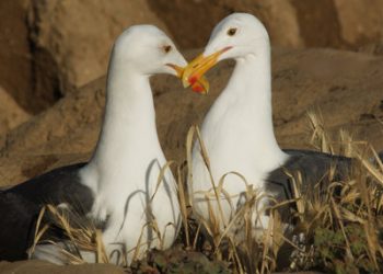 Youngster chops hair for charity