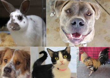 City Council approves plastic bag ban