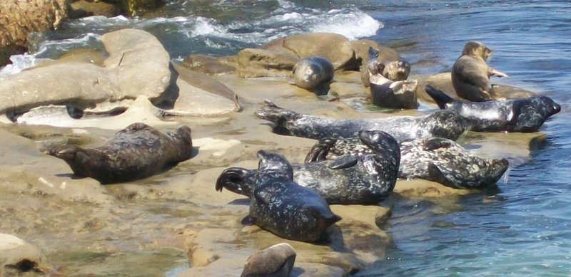 Have the Cove's sea lions learned to clean up their mess?