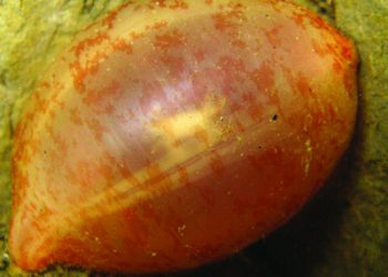 Tidelines: ‘I yam what I yam,’ said the sea cucumber