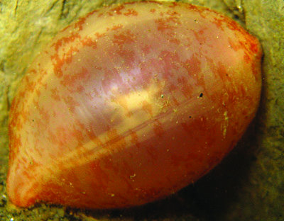 Tidelines: ‘I yam what I yam,’ said the sea cucumber