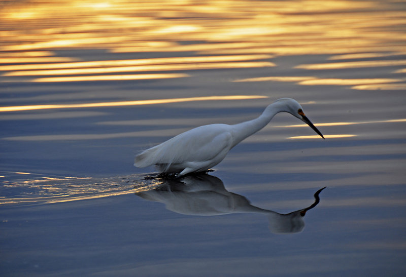 ReWild unveils eight restoration options for Mission Bay