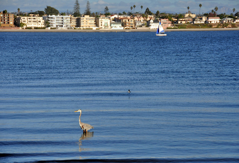 Opinion: What can bayside communities do about rising sea levels?
