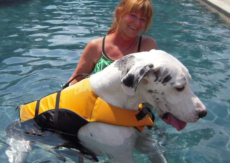 Animal physical therapist seeks help to rehabilitate paralyzed dogs that might otherwise be euthanized