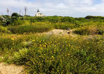 Point Loma-based Pacific Records set to drop new releases