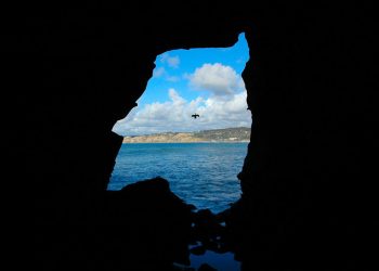 County adopts out 119 pets on Clear the Shelters Day