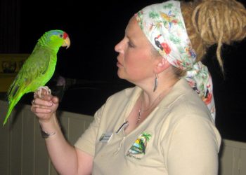 At least 10 car windows smashed in OB vandalism