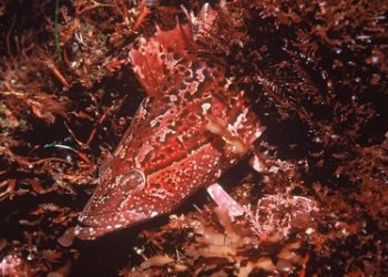 Portugalia sets the bar high for entertainment, dining fare