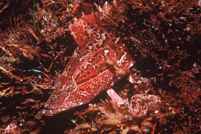 Tidelines: Blade runner stalks rocky reefs