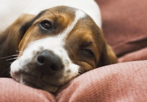 Magical Landscape, Neighborhood Treasure: OB’s ‘Hidden Garden’ takes visitors to another time