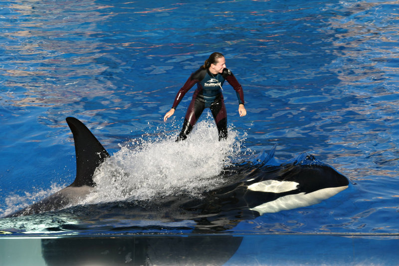 Judge rules orcas, trainers can’t interact during SeaWorld shows