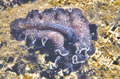 For polyclad worm, sex and swordplay are synonymous