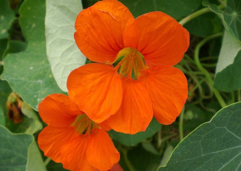 From my garden: Brilliant-colored Nasturtiums are easy to grow
