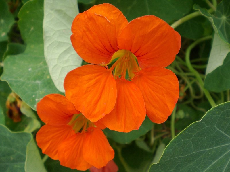 From my garden: Brilliant-colored Nasturtiums are easy to grow