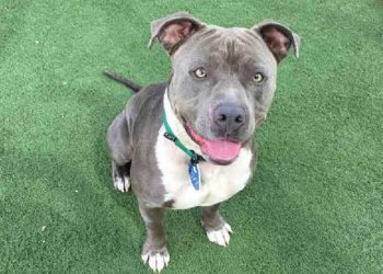 Comic-Con to stay in San Diego through 2021