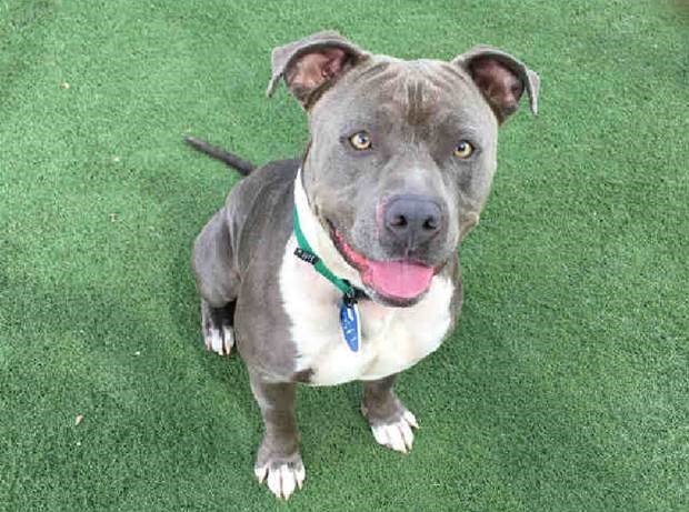 Microchip Fido for free before fireworks