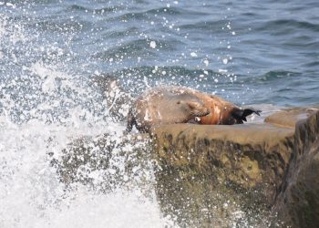 Dangerous rip currents, high surf expected