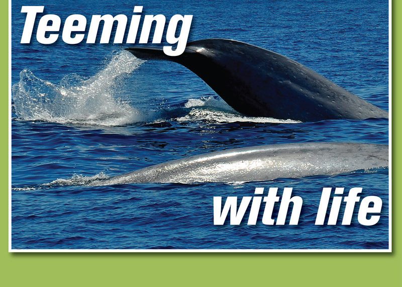 Summer marine life unusually active, wowing beachgoers and boaters