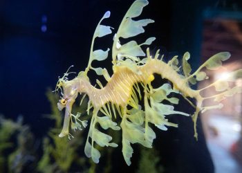 Man pleads guilty to setting fires in Ocean Beach