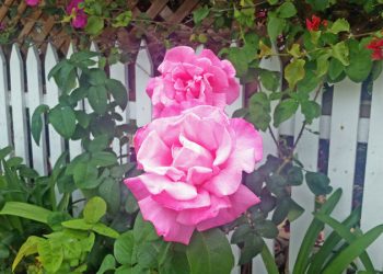 Public’s needs should be the priority in South Mission Beach