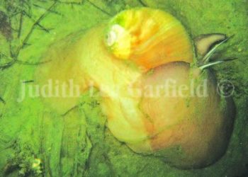 Tide lines: How do fish drink water, anyway?