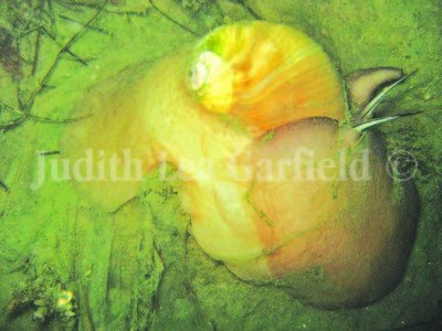 Tidelines: Moon snail 'unphased' by own fancy footwork