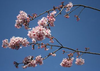 PLHS alum puts up big numbers; Rock Academy suffers defeat in CIF hoops