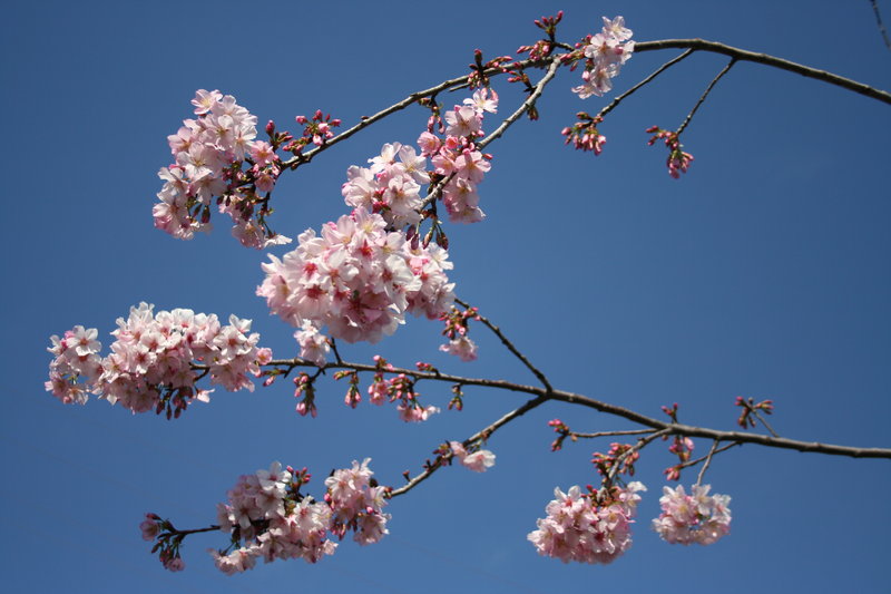 Japan gifts cherry trees to symbolize blossoming friendship