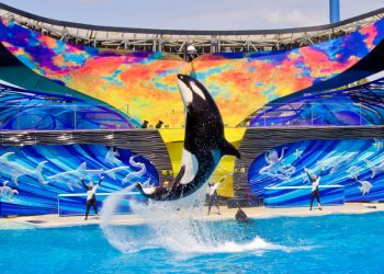 Monarch butterflies at risk of extinction, according to Scripps study