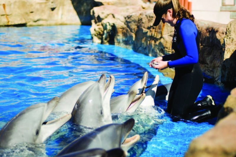 Activists, SeaWorld still at odds over captivity