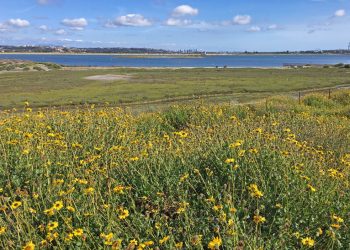 Gang leader pleads guilty to stealing Jeeps from Pacific Beach, Ocean Beach