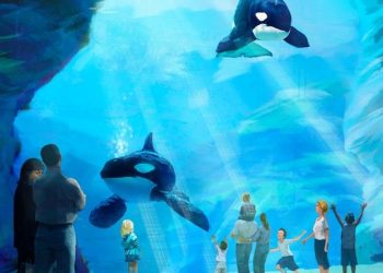 Room to roam: SeaWorld plans to double the size of its orca environment