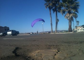 The orca/dolphin debate: writer agrees photo was of killer whale