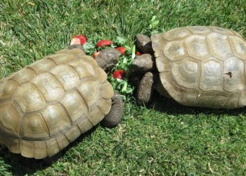 Here's your chance to air your views with 'Meet the Mayor'