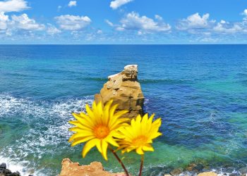 OB Surf Lodge opens the shades in Ocean Beach