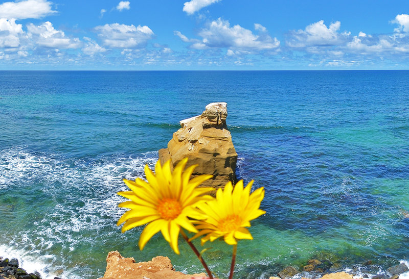 Community briefs for Ocean Beach and Point Loma