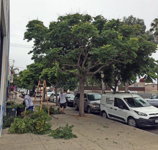 How to prune it? City claims it didn’t trim trees on Garnet