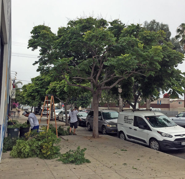 How to prune it? City claims it didn’t trim trees on Garnet