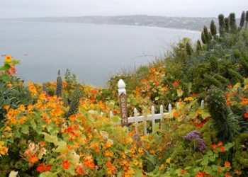 How to get your flower fix in La Jolla