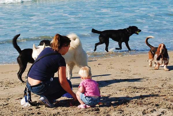 Lifeguards issue caution to OB’s winter beachgoers, dog owners