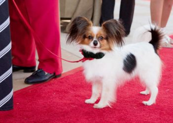 Annual Fur Ball raises funds for San Diego Humane Society