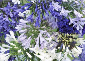 ‘Men in Black: International’ makes you wonder what could have been