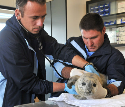 Baby seal rescued from Children’s Pool